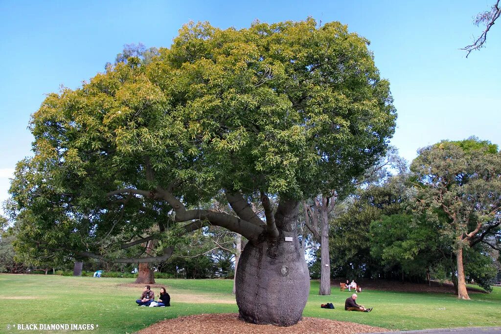 Queen trees