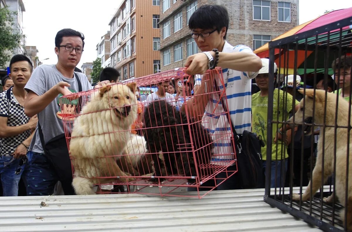 Купить щенка китайский