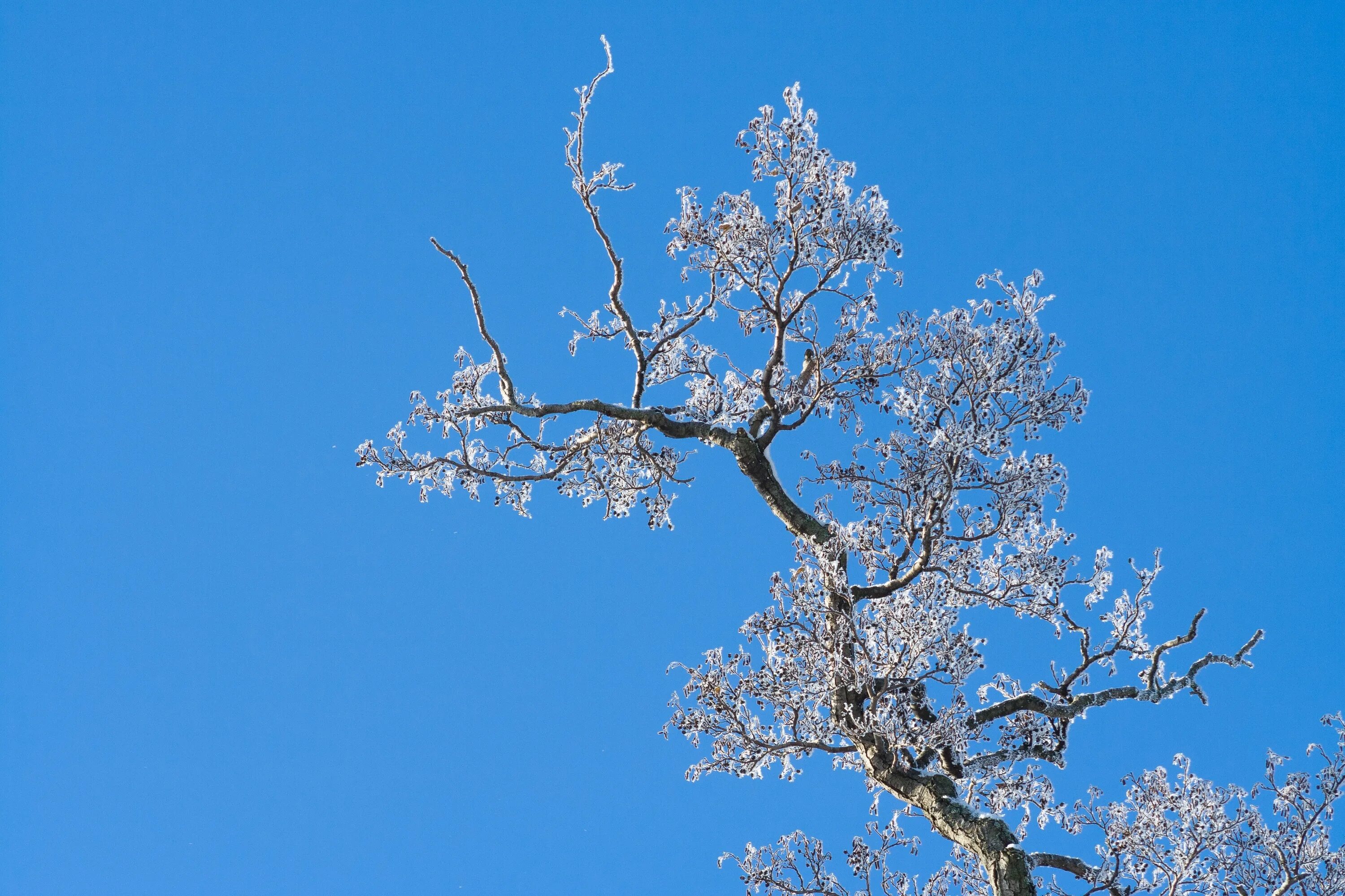 Дерево цветущее зимой. Японская слива умэ. Дерево цветущее зимой. Сакура зимой. Дерево цветущее зимой.
