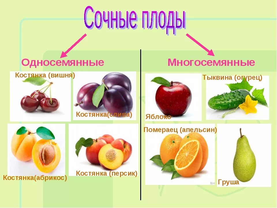 Назовите типы плодов. Односемянные и многосемянные плоды. Классификация плодов сочные односемянные и многосемянные. Плоды сухие и сочные односемянные и многосемянные. Сочные многосемянные плоды это в биологии.