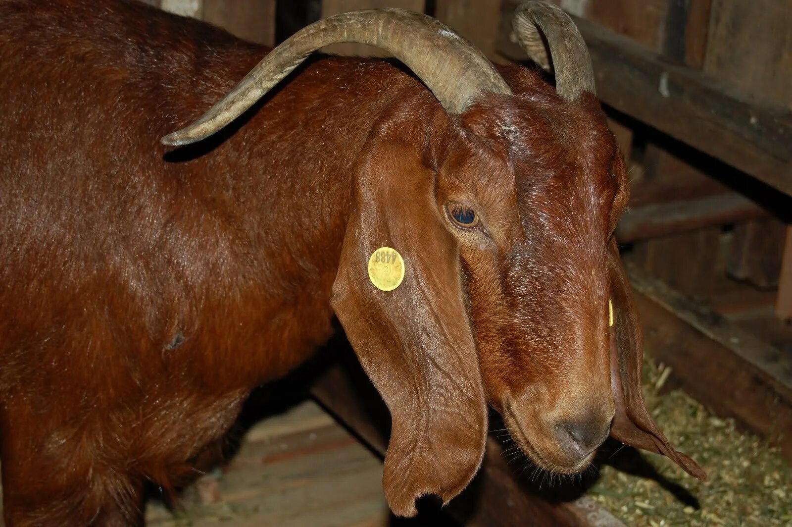Ушами порода козы. Дамасская коза Шами. Нубийские козы Шами. Кипрские Шами козы. Козы породы Шами.