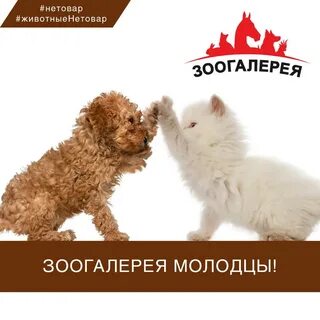 Зоогалерея