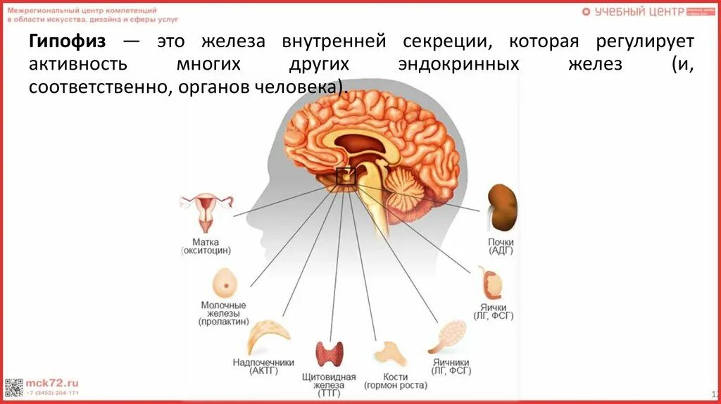 Эндокринная система гипофиз. Гипофиз внутренняя или внешняя секреция. Гипофиз железа внутренней секреции. Гипофиз это железа.