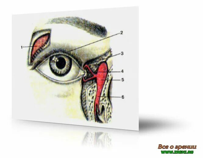 Слезная железа у кошек анатомия. Слезная железа lacrimal Gland. Слезная железа у собак