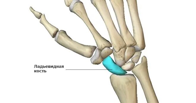 Ладьевидные кости сколько