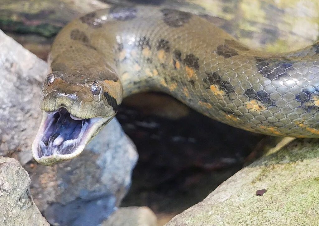 Анаконда змея. Анаконда eunectes murinus. Гигантская Анаконда людоед. Змея зеленая Анаконда. Анаконда 24