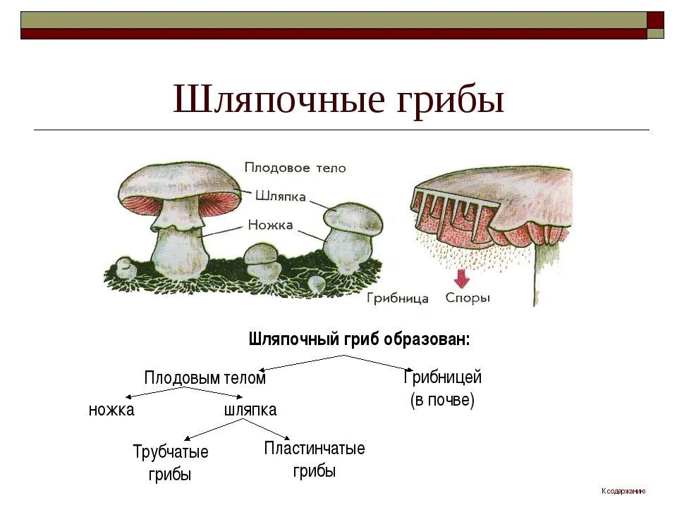Строение шляпочного гриба строение. Анатомия шляпочных грибов. Строение шляпочного гриба 5. Царство грибов Шляпочные.