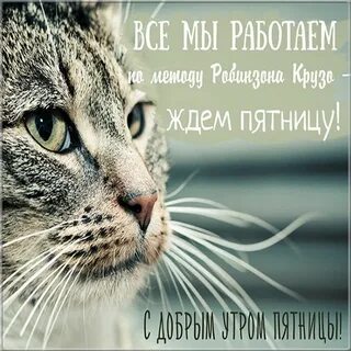 Доброе утро с пятницей с котиками
