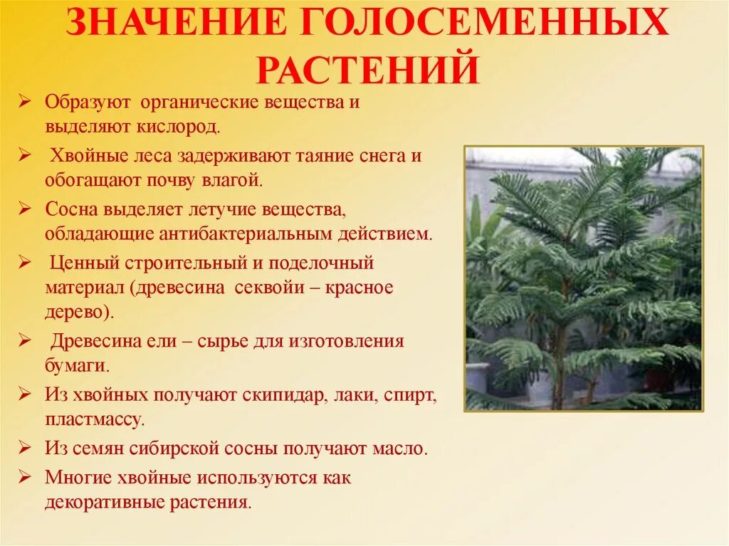 Какого значение голосеменных. Значение голосеменных растений. значения голосеменныйрастений. каково значение голосеменных растений. значение полосемянных.