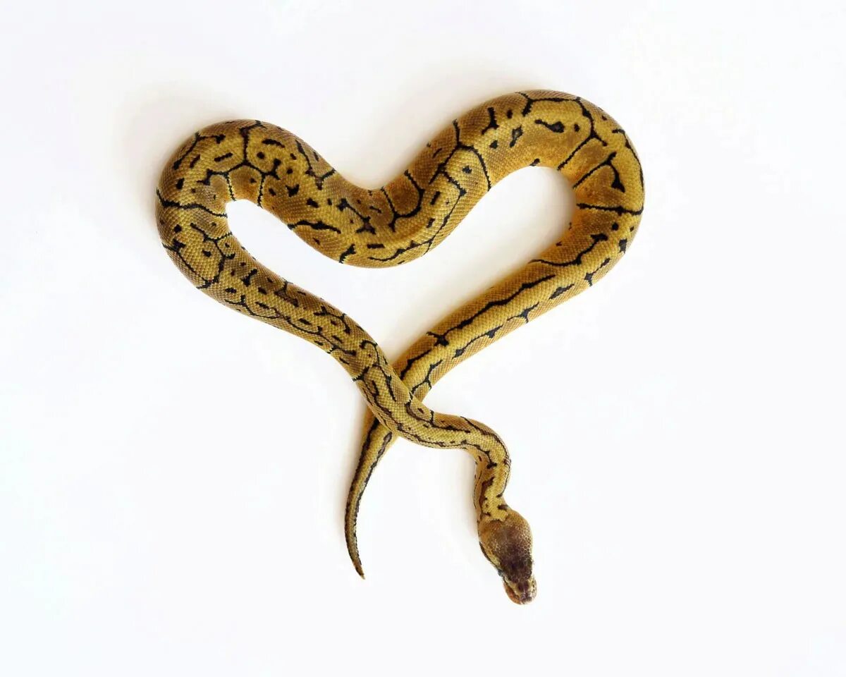 Сердце змеи решетка. Змея и сердце. Змеи в форме сердца. Змея с сердечком. Красивые змеи.
