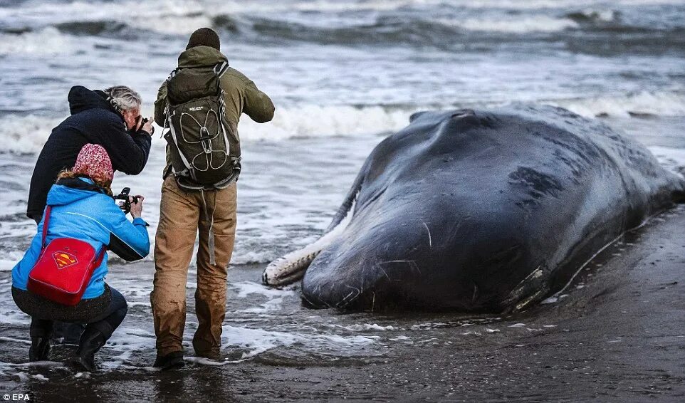 Северное море киты. Кашалот выбросился на берег. Киты выбрасываются на берег.