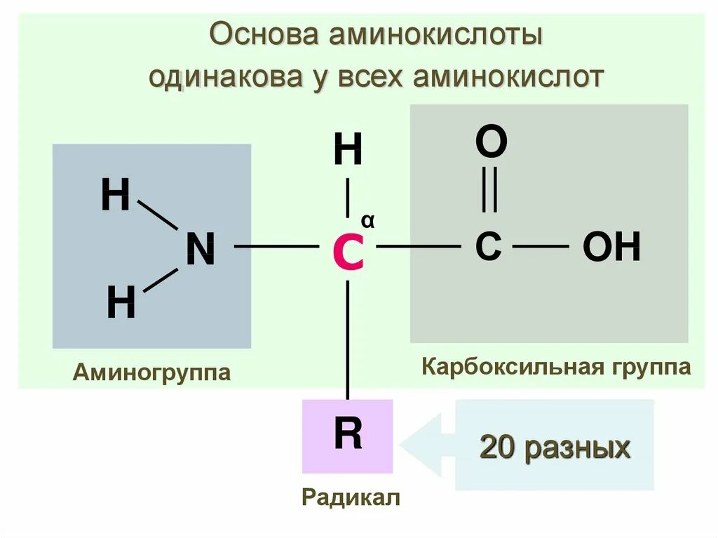 Белки радикалы