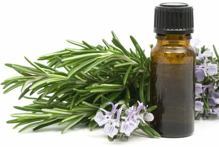Rosemary Essential Oil: Discover Its Health Benefits: HealthifyMe