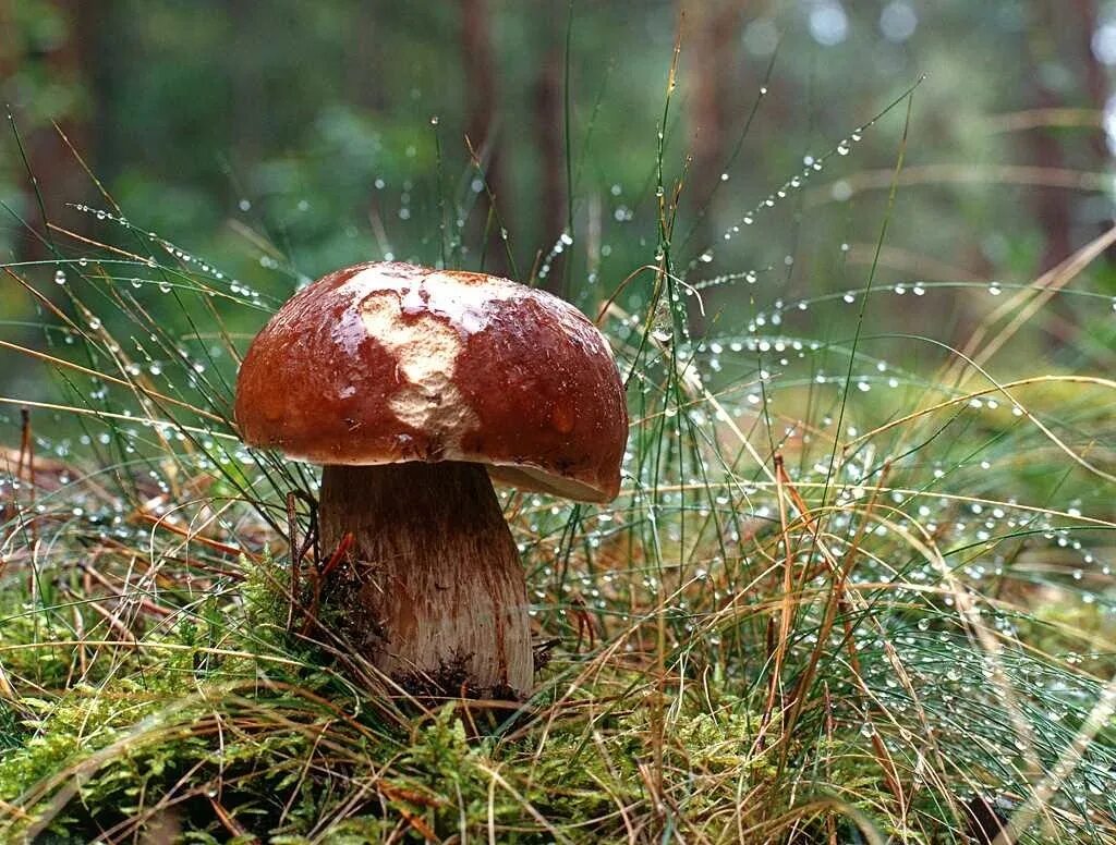 Дождя больше грибов. Грибы заповедника Брянский лес. Грибной дождь. Грибы после дождя. Белый гриб.