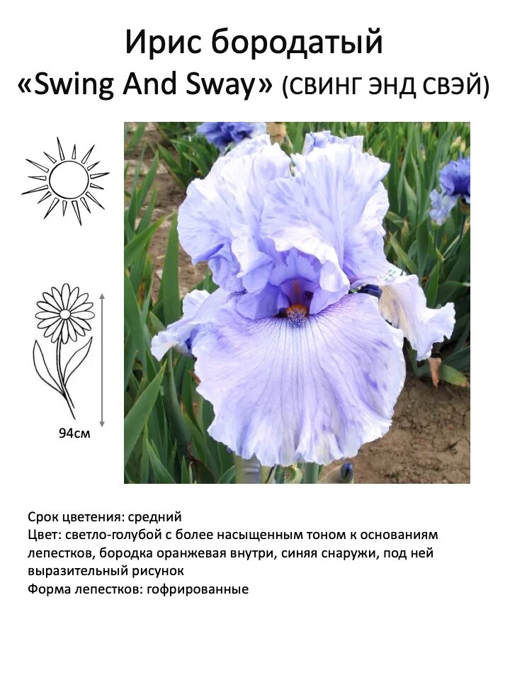 интернет магазин кирюшка ирисы. ирис онлайн. ирис бородатый (сорт 'beverly sills'). ирис калуга. ирис винтер скай.