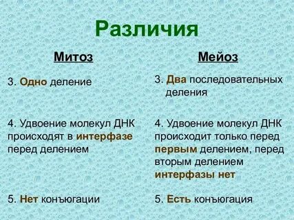 Удвоение количества днк происходит в