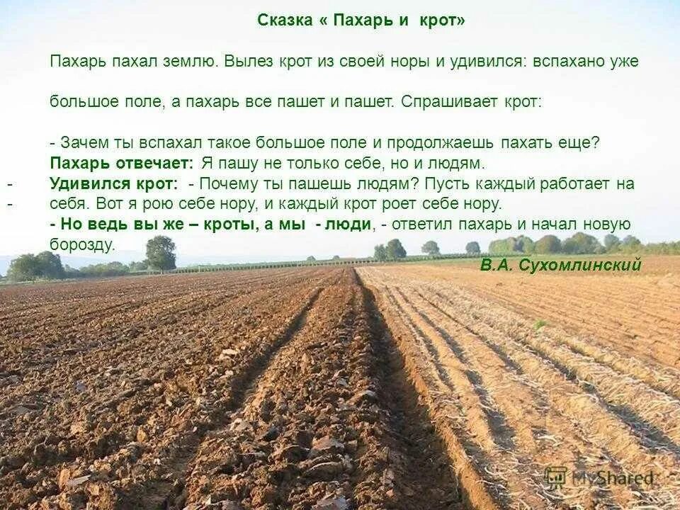 Полоть значение