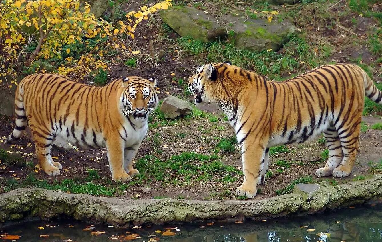 Животные красной книги дальнего востока. Амурский тигр. Амурский тигр Panthera Tigris altaica. Амурский (Уссурийский) тигр. Дальневосточный Уссурийский тигр.