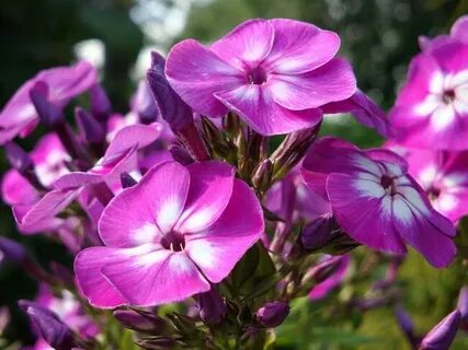 Флокса комнатная