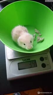 Почему не приходят хомяки на кошелек
