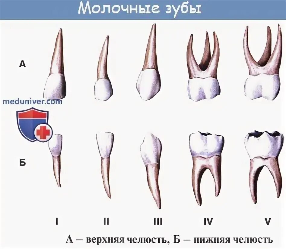 Молочные зубы у детей есть ли корни