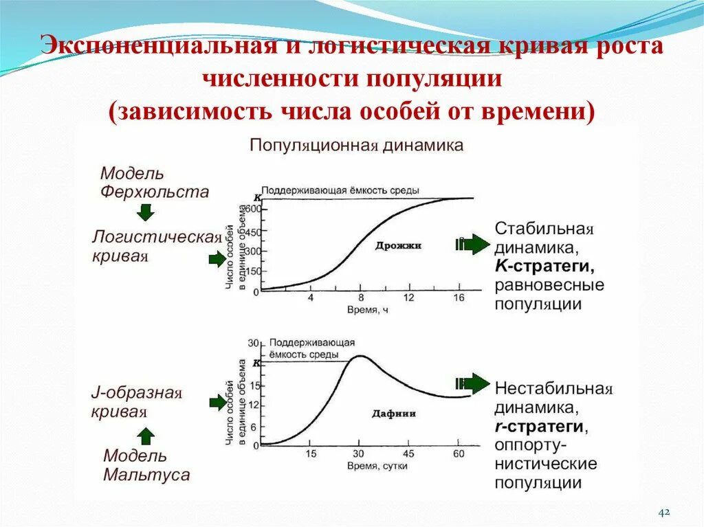 В зависимости от модели количество. Типы кривых роста численности популяции. Логистическая кривая роста численности популяции. Экспоненциальная кривая роста популяции. График экспоненциального роста популяции.