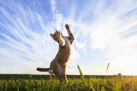 Happy кошка