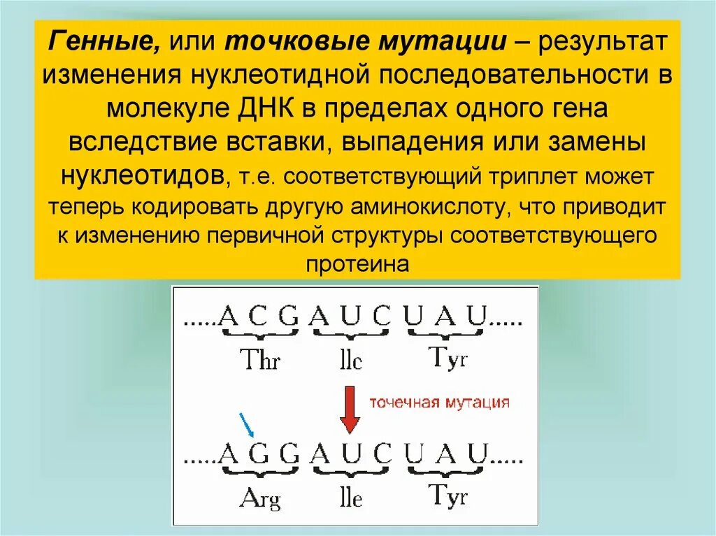 Как изменится последовательность полипептида. Изменение последовательности нуклеотидов в молекуле ДНК. Изменение нуклеотидной последовательности молекулы ДНК это. Генные или точковые мутации. Нуклеотидная последовательность ДНК.