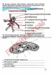 Самостоятельная по биологии 7 класс протисты