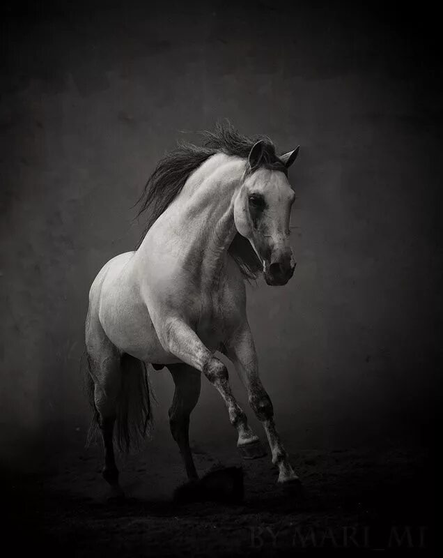 Черный на белом коне. Лошади. Лошадь на темном фоне. Лошадь черно белая. Белый конь.
