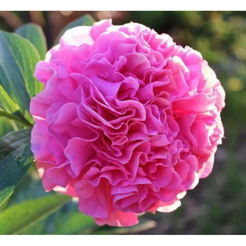 Пион Карнейшн Букет - Paeonia Carnation Bouquetа