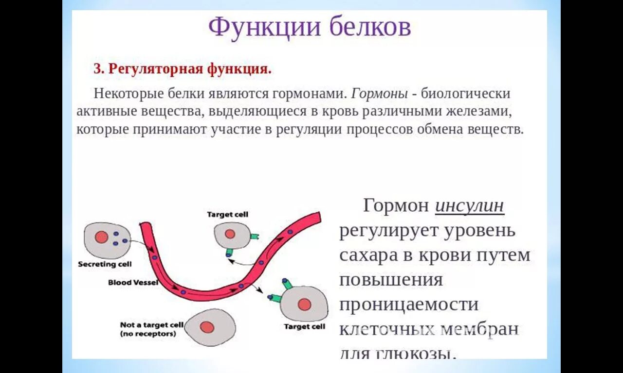 Белки Регуляторная функция. Регуляторная функция белков гормоны. Регуляторная функция белков заключается. Регуляторная функция белков примеры.