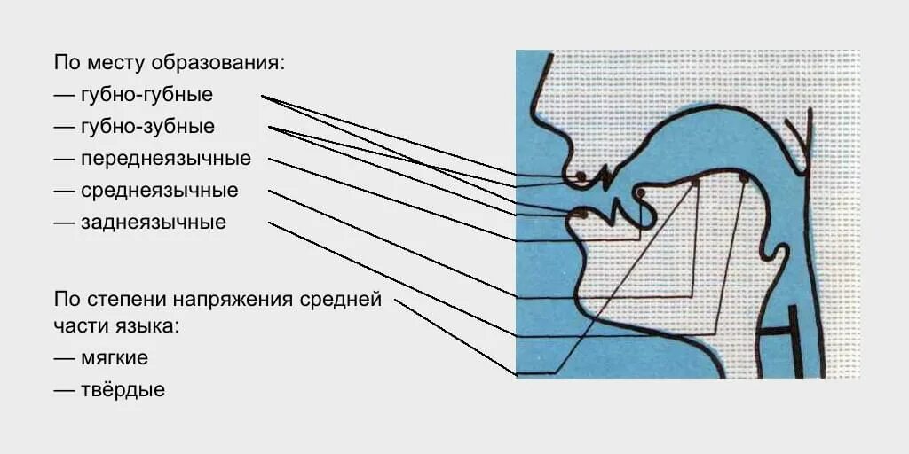 Образование звуков языка. Классификация согласных звуков. Классификация согласных звуков русского языка. Классификация звуков в логопедии. Классификация гласных и согласных звуков.