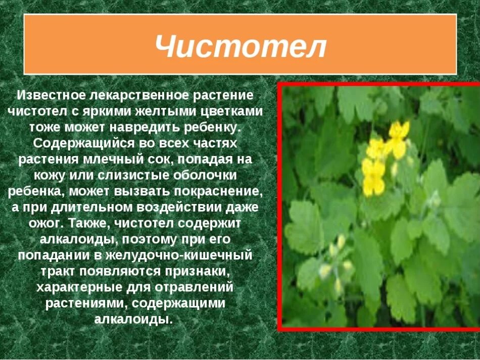 Чистотел для организма. Лекарственные растение чисто тел. Чистотел. Чистотел лекарственный. Лекарственные растения чистотел для детей.