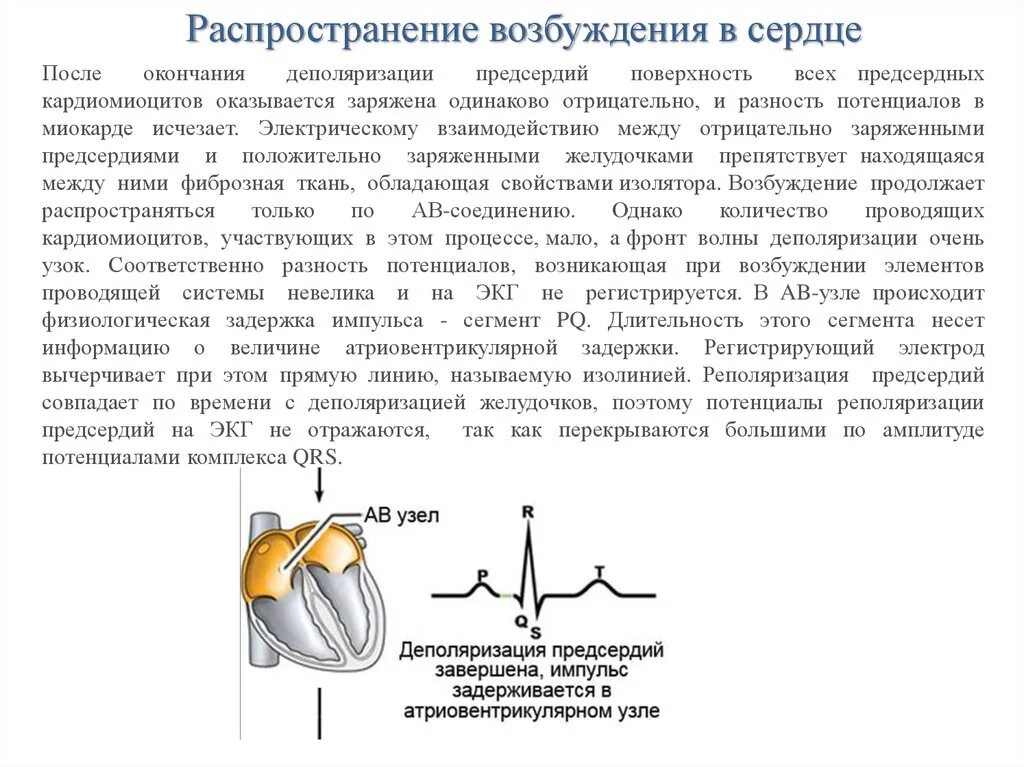 Распространение возбуждения в сердце и ЭКГ. Распространение возбуждения по сердцу физиология. Распространение возбуждения в миокарде. Электрокардиограмма возбуждения атриовентрикулярного узла. Распространение пд