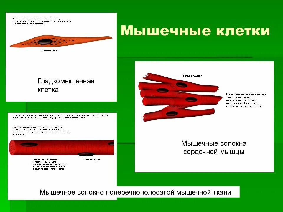 Мышечная клетка обладает. Мышечная клетка. мышечная клетка человека. структуры мышечной клетки. мышечная клетка состоит из.