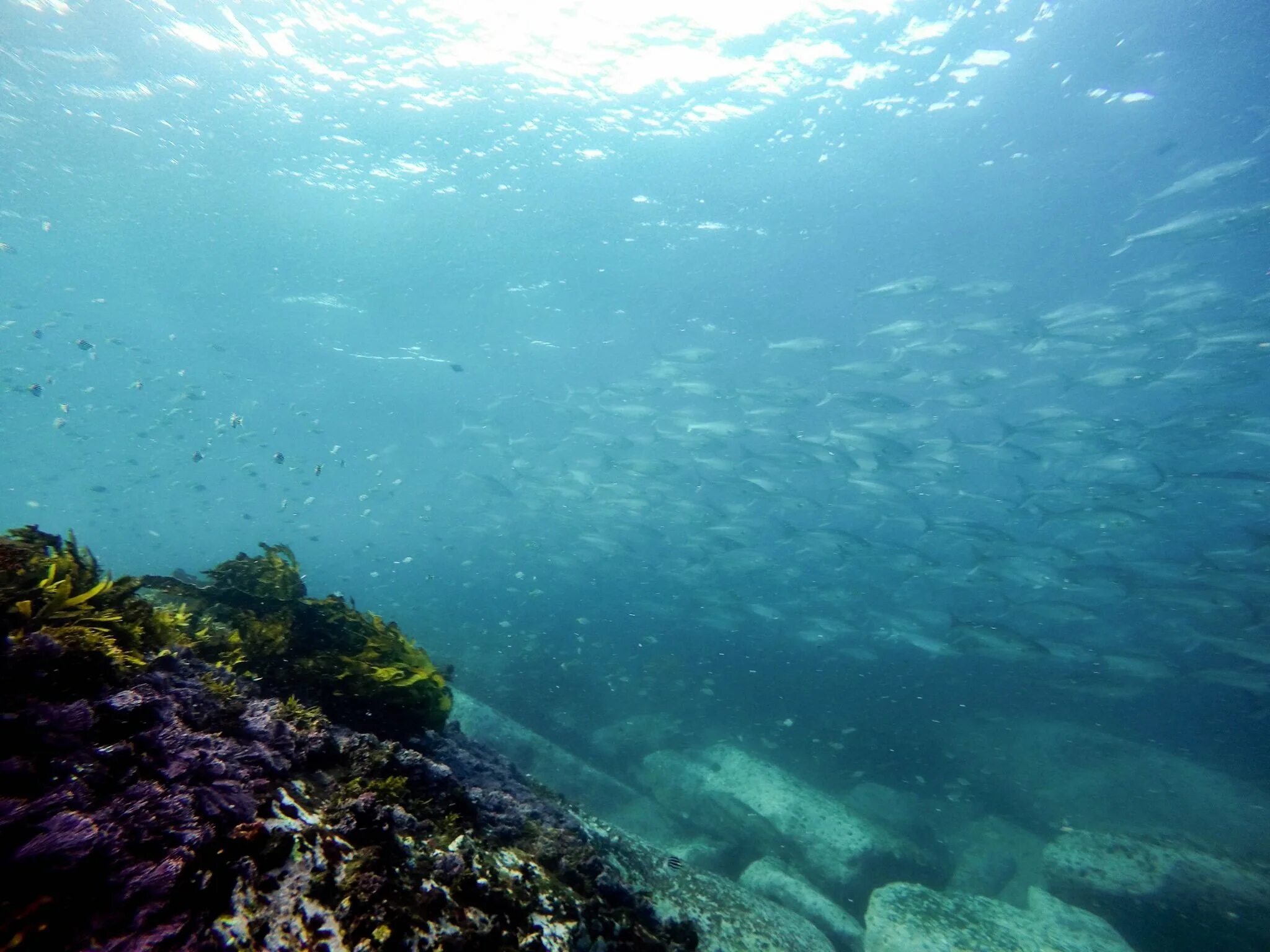 Риф Сильфра Исландия. Подводный риф риф. Риф коралловый 54546. Подводный пейзаж. Кислород на дне океана
