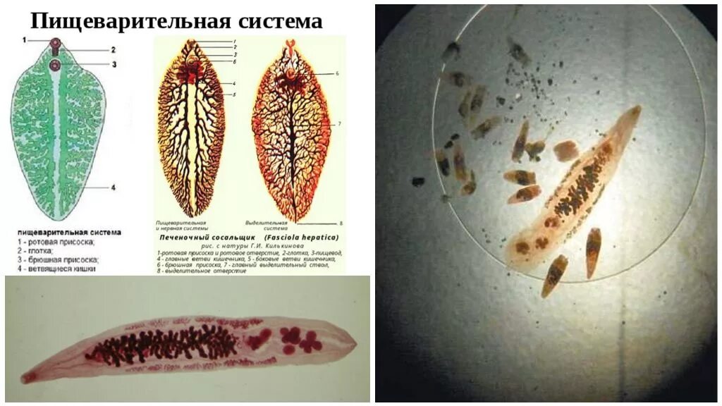 Печеночная двуустка и печеночный сосальщик. Кольчатые черви сосальщики. Представители класса сосальщики. Тип плоские черви классы ленточные черви сосальщики. Печеночный сосальщик печеночный.