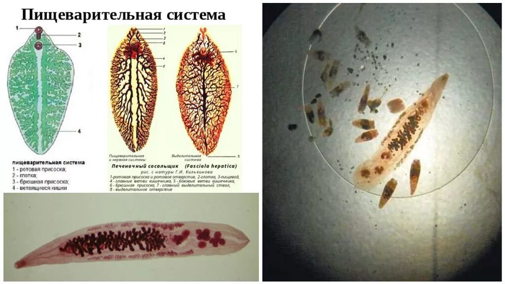 Трематоды Кошачья двуустка. Паразит печеночный сосальщик. Плоские черви печеночные сосальщики. Марита печеночного сосальщика.
