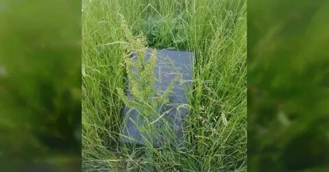 Сплошь зарасти