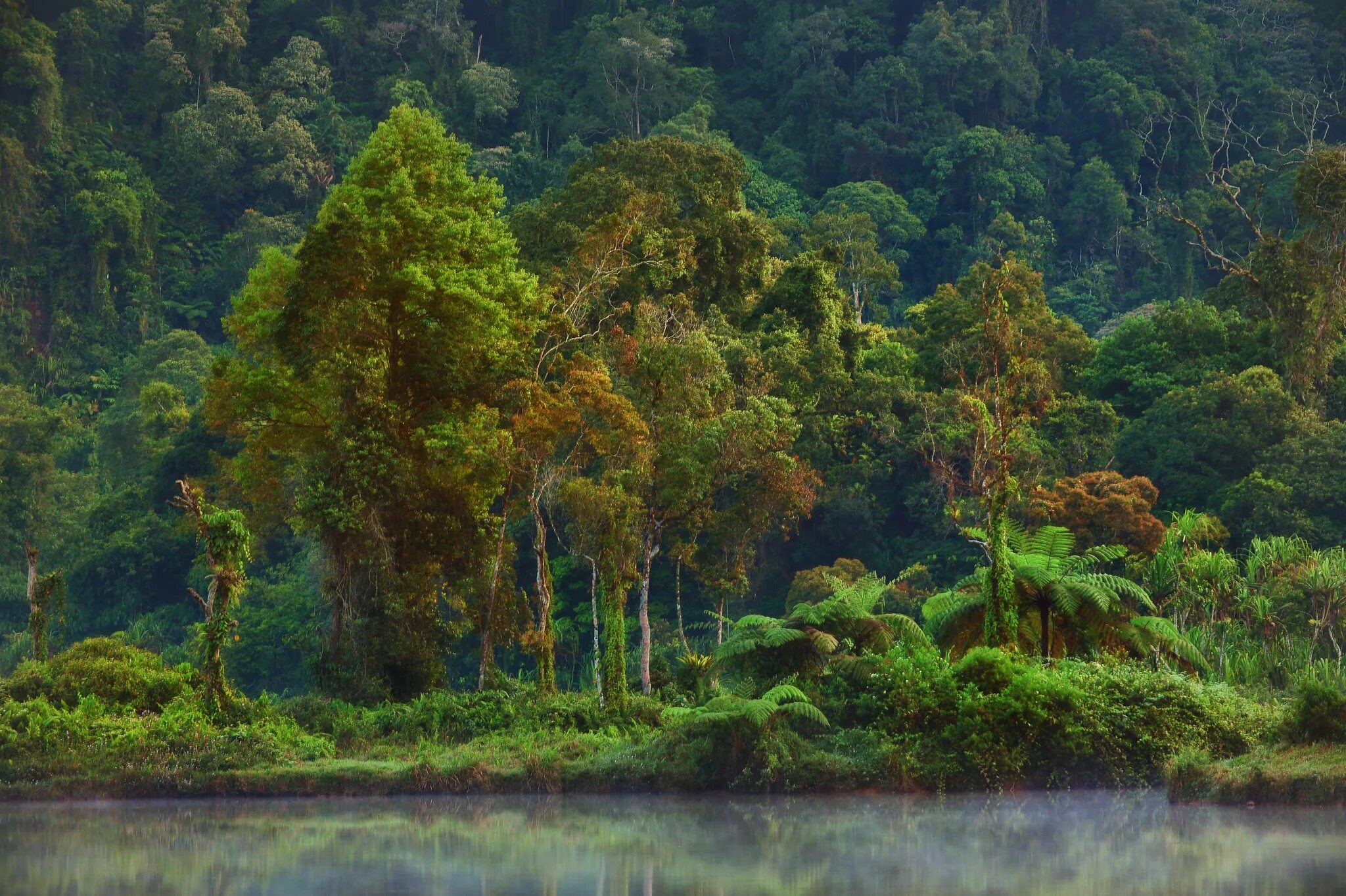 Amazon borneo congo. Джунгли Борнео Индонезия. Индонезия тропические леса Суматры. Суматра климат джунгли. Влажные тропические леса Борнео.