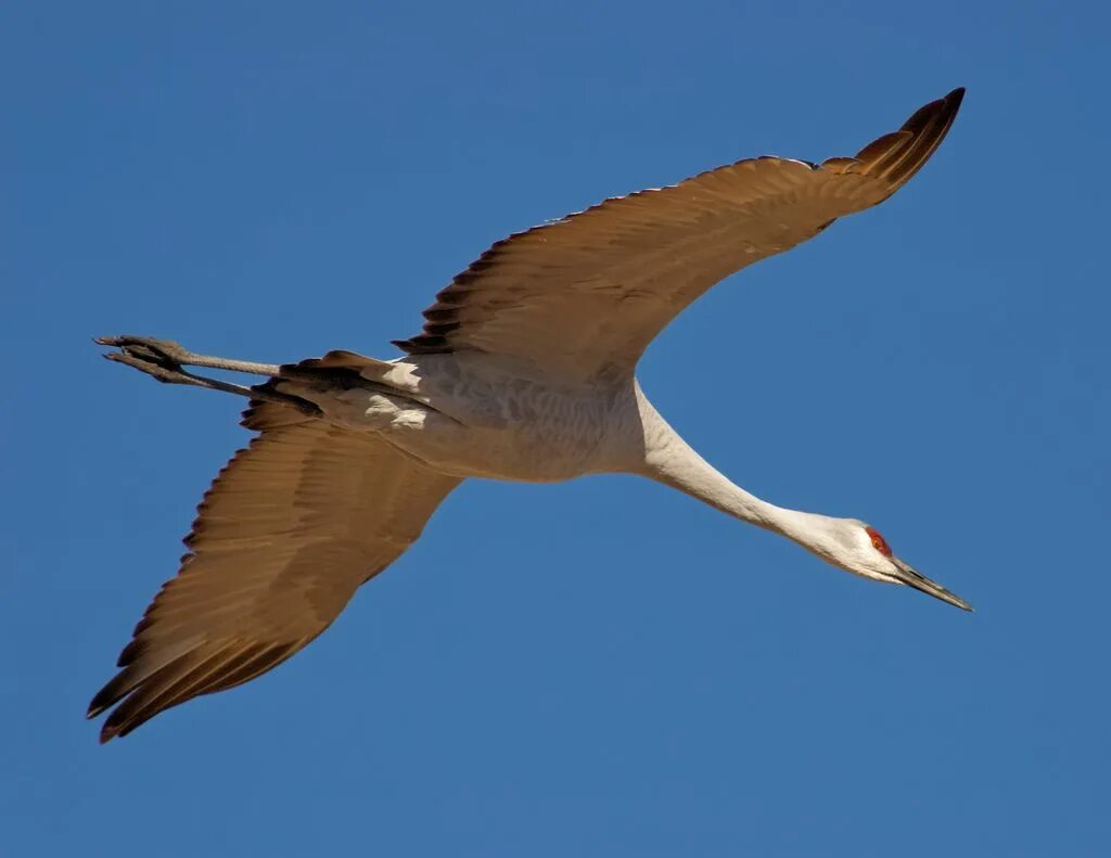 муха долгоножка. летающий с длинным. летающий с длинным. птица с длинным хвостом. птицы летают.