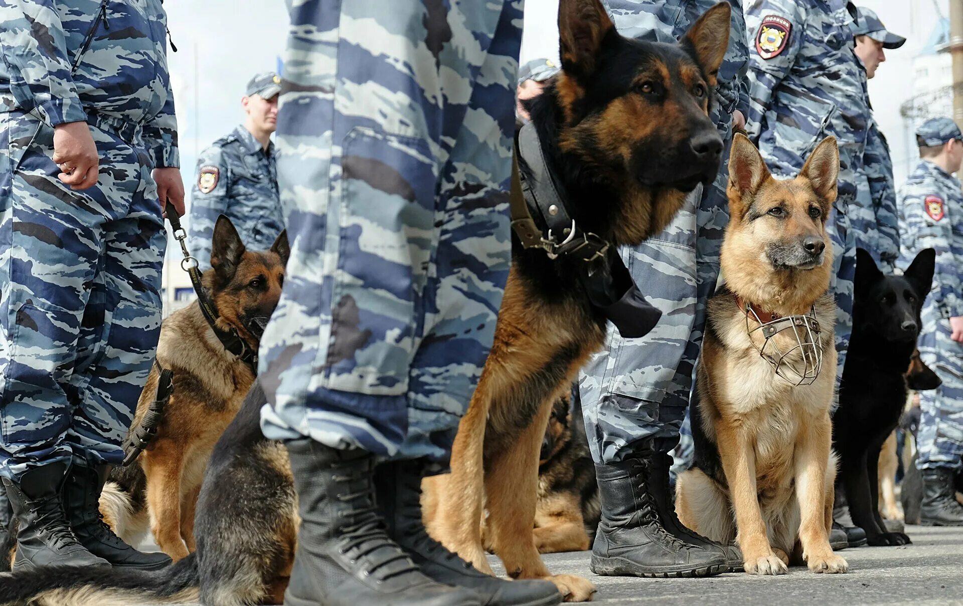 Кинологическая служба россии. Служебные собаки. Служебные собаки щенки. Служебные собаки на службе. Служебные собаки в полиции.