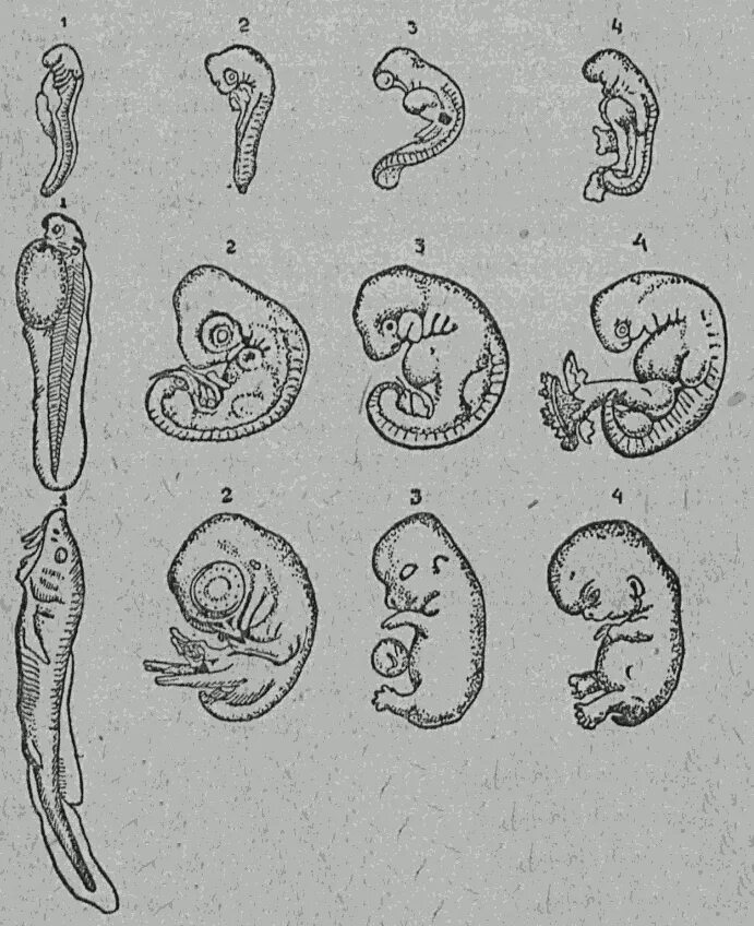 Стадии развития эмбрионов позвоночных. Эмбриология стадии развития эмбриона. Зародыши позвоночных животных. Эмбриология позвоночных животных. Эмбрионы на разных стадиях развития.