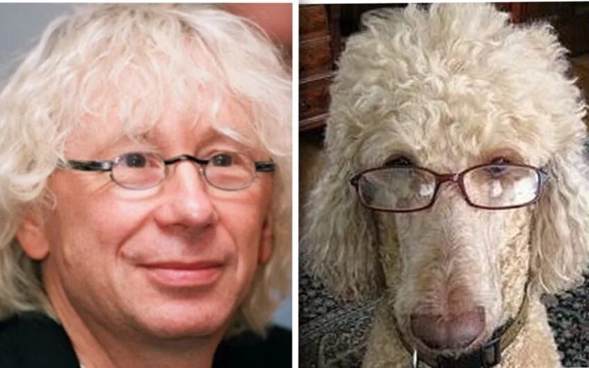 Это человек кому похож. Собака похожая на Ричарда Гира. Животные похожие на знаменитостей. Собаки похожие на людей. Собака похожие звезды.