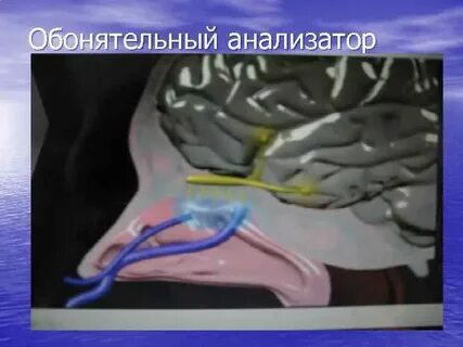 Рецепторы обонятельного анализатора