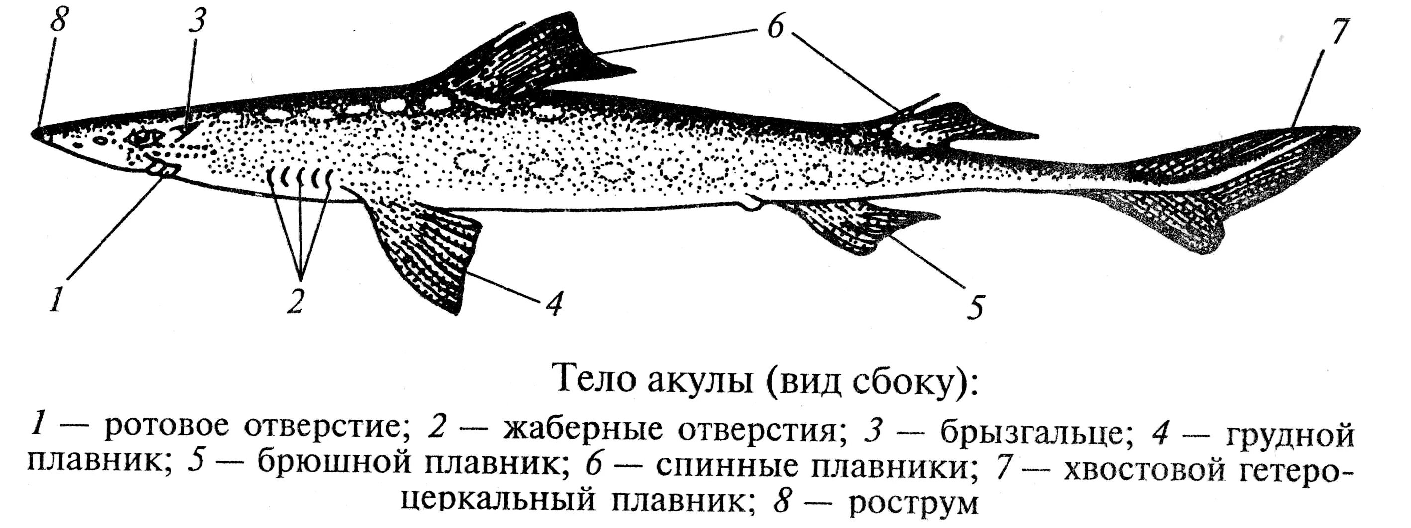 Рот хрящевые рыбы костные рыбы. Акула Катран внешнее строение. Акула Катран строение. Внешнее строение хрящевых рыб. Рострум у хрящевых рыб это.