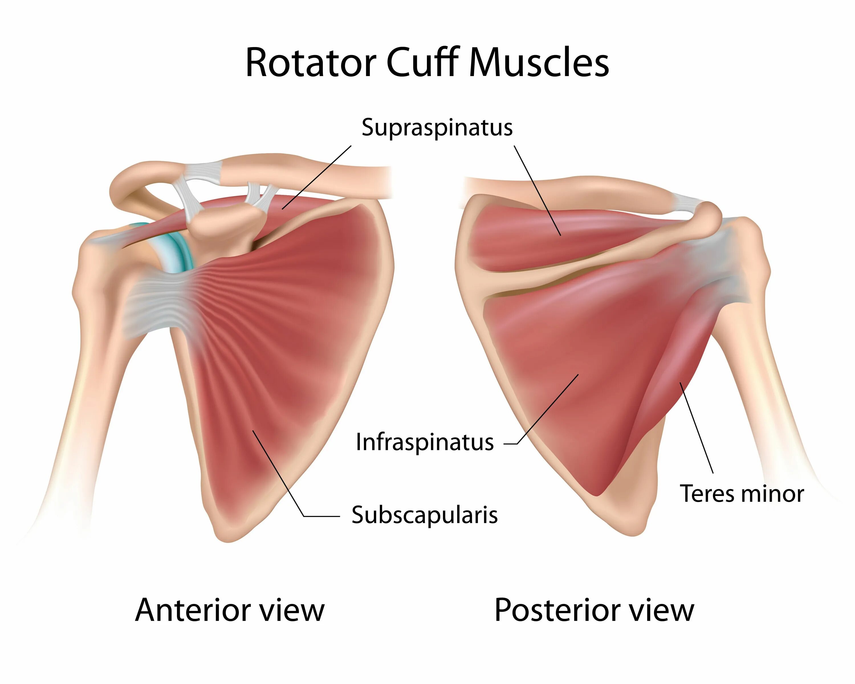 Повреждение сухожилия подлопаточной мышцы. Ротаторная манжета плеча мышцы. Манжета плечевого сустава анатомия. Надостная вращательная манжета плеча. Ротаторная манжета плеча тендинит.