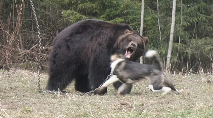 Видео собака привела медведей. Американская Акита на охоте. Американская Акита и медведь. Американская Акита охота на медведя. Американская Акита это охотничья собака.