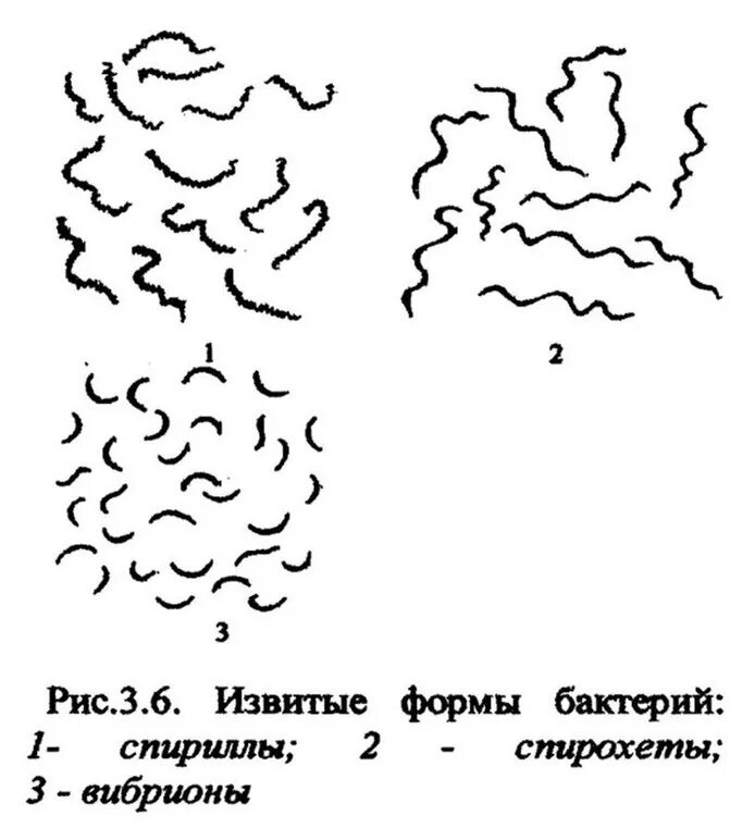 какие бактерии извитые. какие бактерии извитые. вибрионы спириллы спирохеты. формы бактерий спириллы спирохеты. какие бактерии извитые.